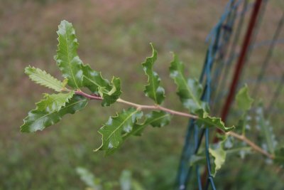 Quercus trojana - dub trojský - listy
